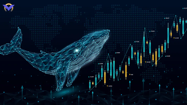 مفهوم Exchange Inflow Mean و ارتباط آن با فعالیت نهنگ‌ها